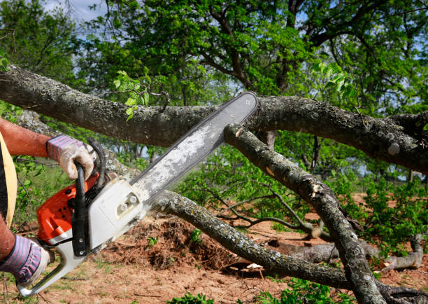 Best Root Management and Removal  in Makaha, HI